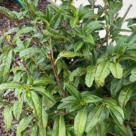 Photo of the plant species Cherry Laurel by @KeyBuroak24 named Tupot amaroot on Greg, the plant care app