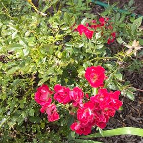 Photo of the plant species Red Drift Rose by @KeyBuroak24 named Fernie Mac on Greg, the plant care app
