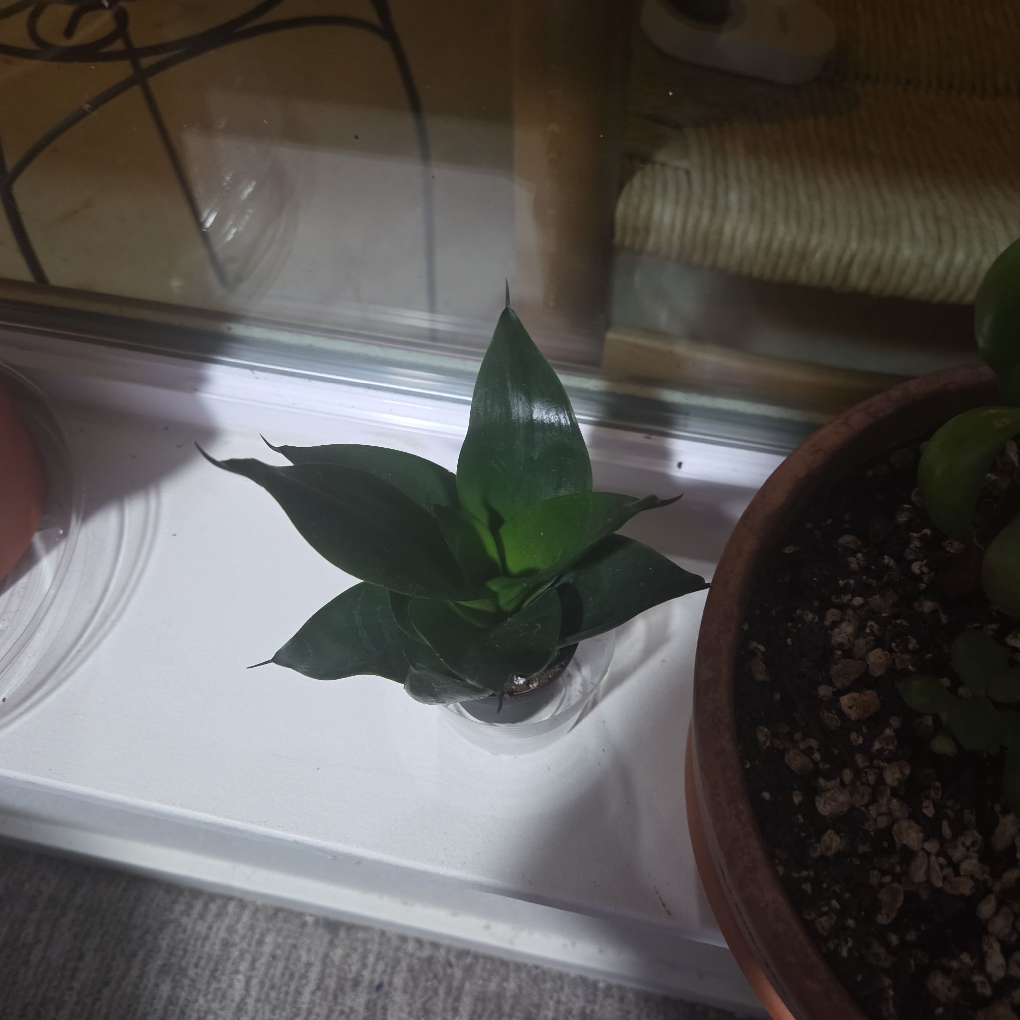 Photo of the plant species Sansevieria Black Dragon by @Happyplanter60 named Velvet on Greg, the plant care app
