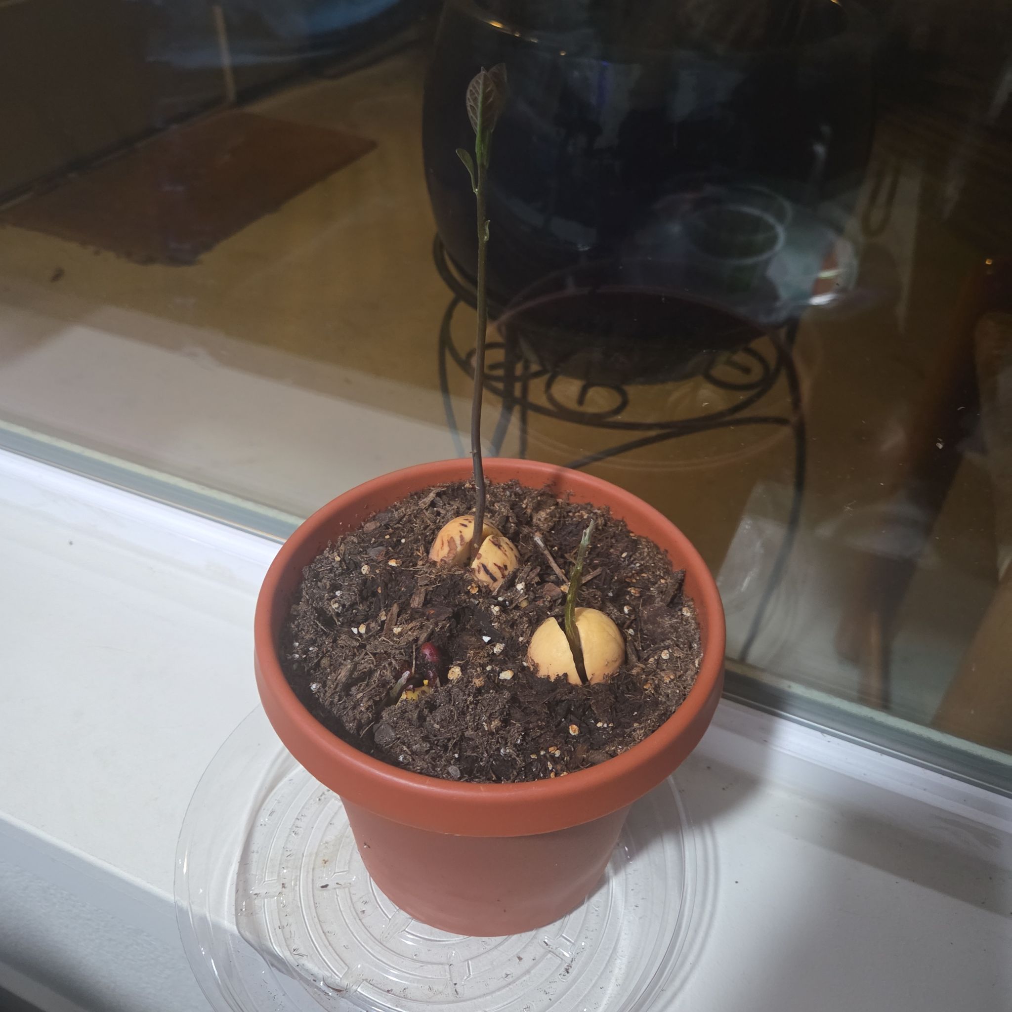 Photo of the plant species avocado seed by @Happyplanter60 named Memmi on Greg, the plant care app