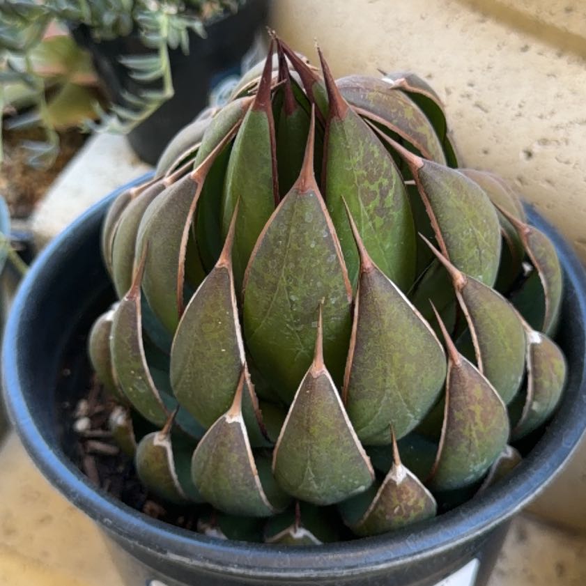 Photo of the plant species Praying Hands Mangave by @SnazzyHedera68 named Sage on Greg, the plant care app