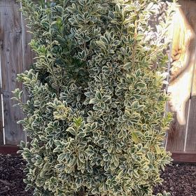 Photo of the plant species Japanese Spindle by @DaintyZelkova named Taylor Swift on Greg, the plant care app