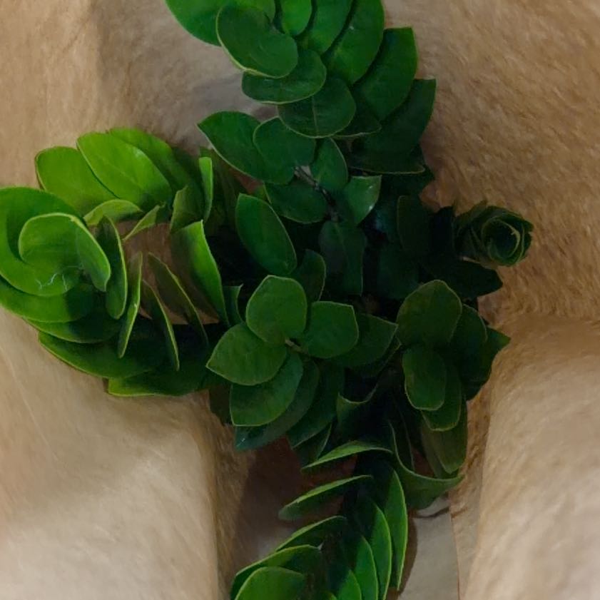 Photo of the plant species Sea Spurge by @HeroBreadnut44 named Apollo on Greg, the plant care app