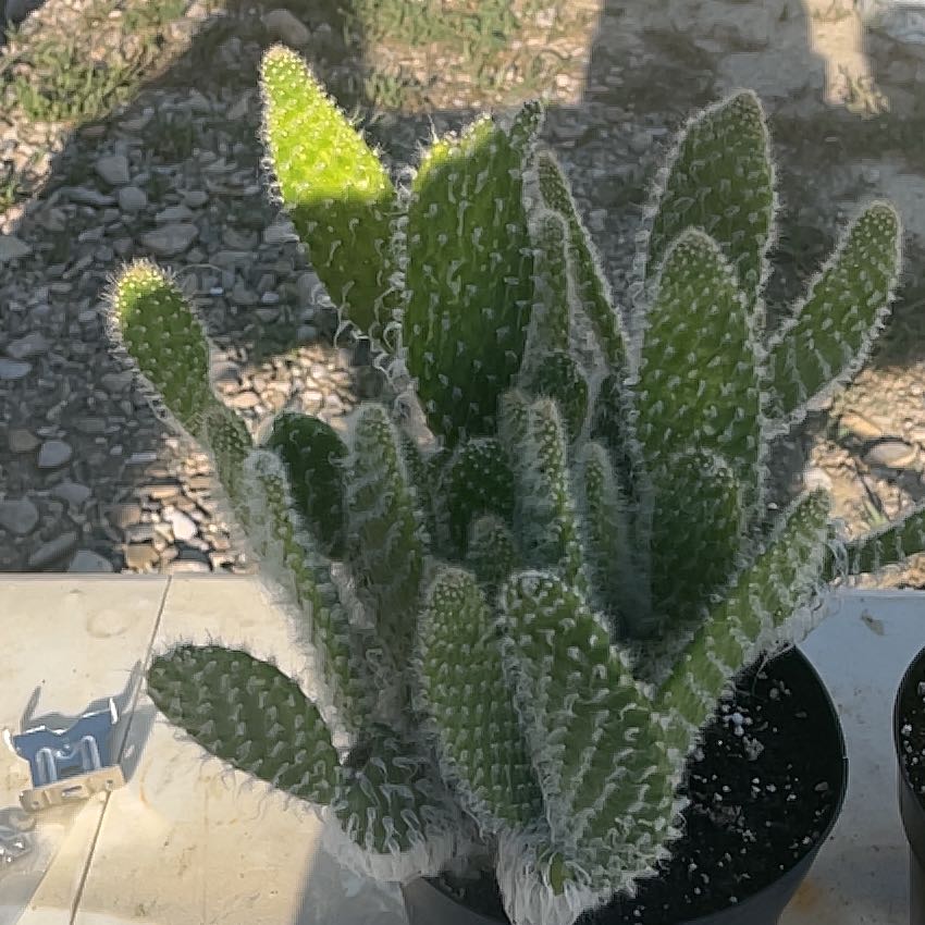 Photo of the plant species Prickly pear snow by @LuckyRedclaws92 named Gobi on Greg, the plant care app