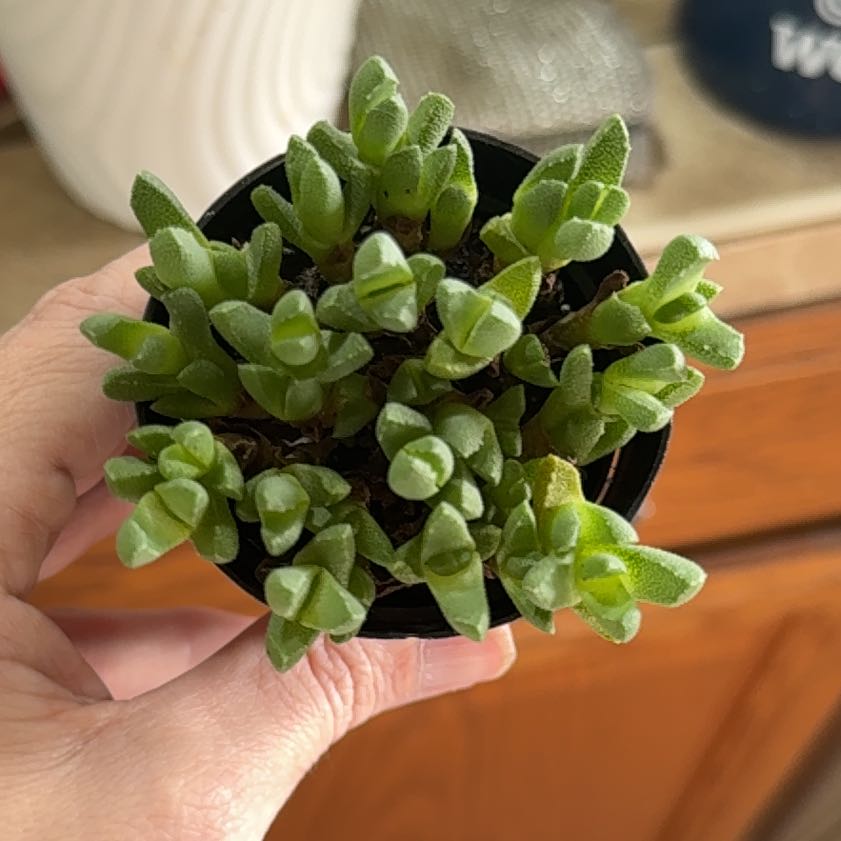 Photo of the plant species Stomatium by @Olivegreen named Xena on Greg, the plant care app