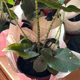 Photo of the plant species Cyrtosperma johnstonii by @Olivegreen named Tolkien on Greg, the plant care app