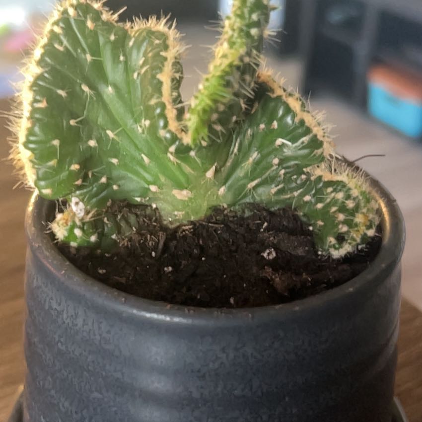 Photo of the plant species Opuntia cylindrica f. cristata by @JocoseSkimmia25 named Bulb on Greg, the plant care app