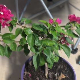 Photo of the plant species Lesser Bougainvillea by @DotingRichweed2 named Princess on Greg, the plant care app