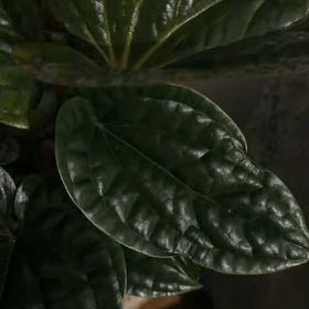 Photo of the plant species Anthurium Luxurians by @AnewPansy15 named Hemingway on Greg, the plant care app