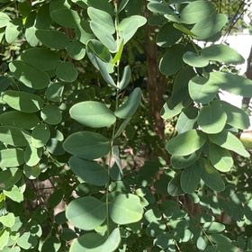 Photo of the plant species Black Locust by @WillGalega63 named Hemingway on Greg, the plant care app