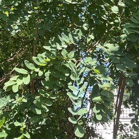 Photo of the plant species Black Locust by @WillGalega63 named Peter Parker on Greg, the plant care app