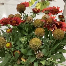 Photo of the plant species Great Blanket Flower by @UberMiro17 named Denali on Greg, the plant care app