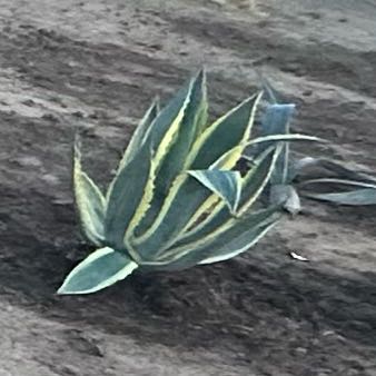 Photo of the plant species Thorn-Crested Century Plant by @ZarfCodiaeum12 named Dolores on Greg, the plant care app