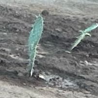 Photo of the plant species Brownspine Prickly Pear by @ZarfCodiaeum12 named Sol on Greg, the plant care app