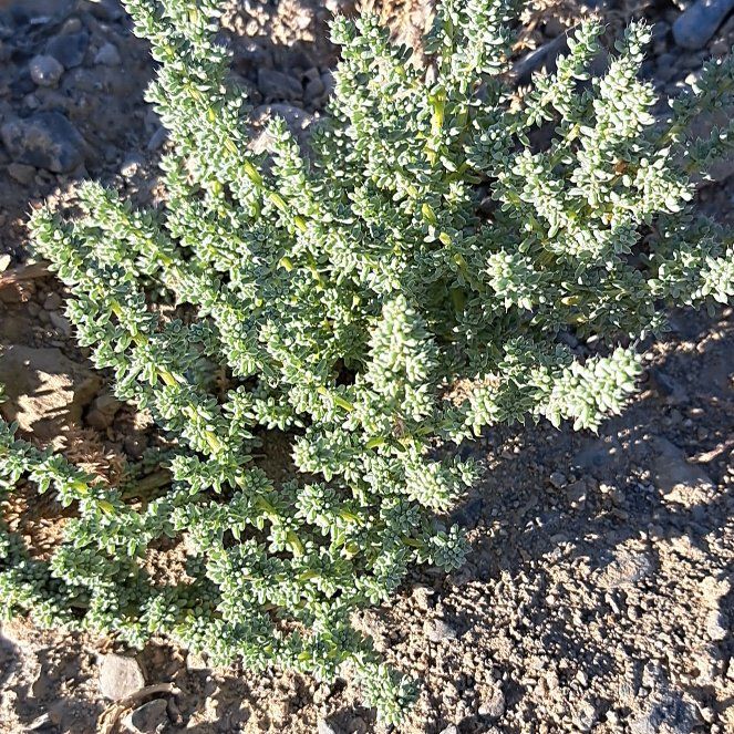 Photo of the plant species Kali tragus by @CommanderBaibua named Nemo on Greg, the plant care app