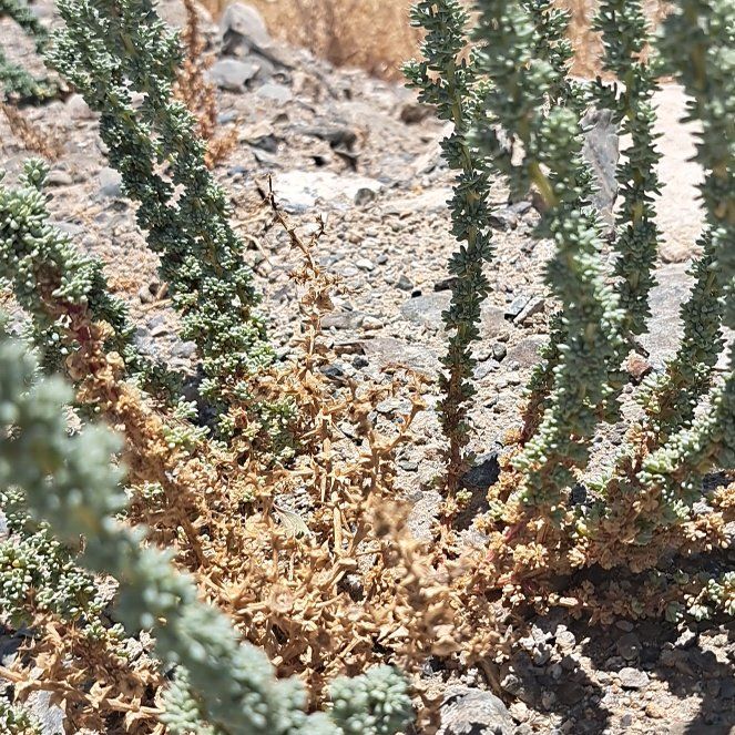 Photo of the plant species Coachwhip by @CommanderBaibua named Mochi on Greg, the plant care app