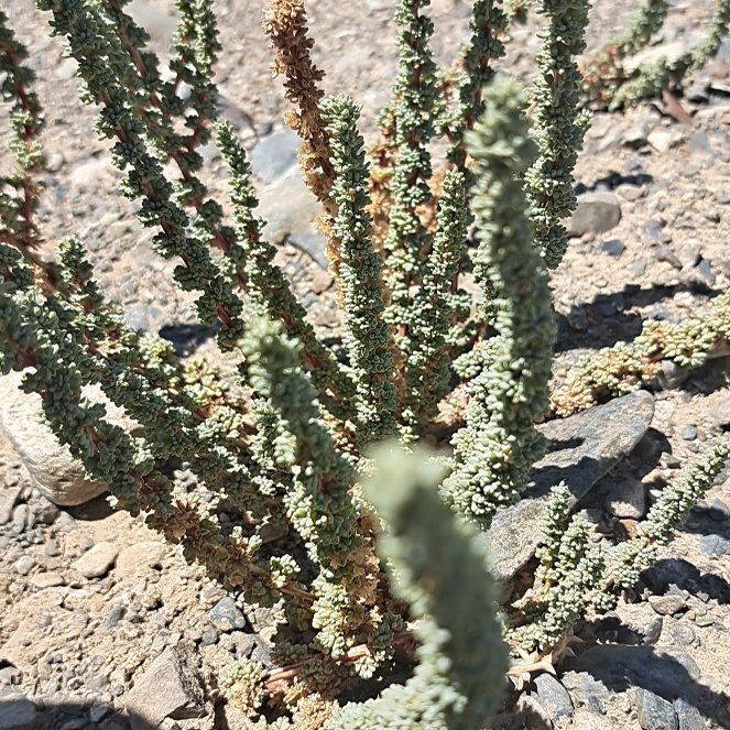 Photo of the plant species Coachwhip by @CommanderBaibua named Queen on Greg, the plant care app