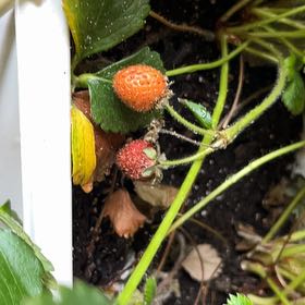 Photo of the plant species Mock Strawberry by @IdolSalsify72 named ChloroPhil on Greg, the plant care app