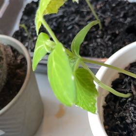 Photo of the plant species Cucumber by @IdolSalsify72 named Gates on Greg, the plant care app