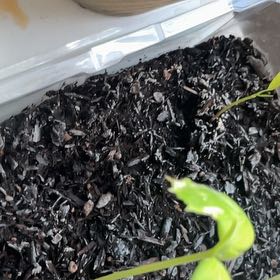 Photo of the plant species Cucurbita Moschata by @IdolSalsify72 named Oscar on Greg, the plant care app