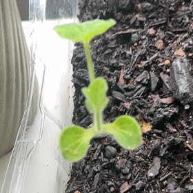 Photo of the plant species Winter Squash by @IdolSalsify72 named Daphne on Greg, the plant care app