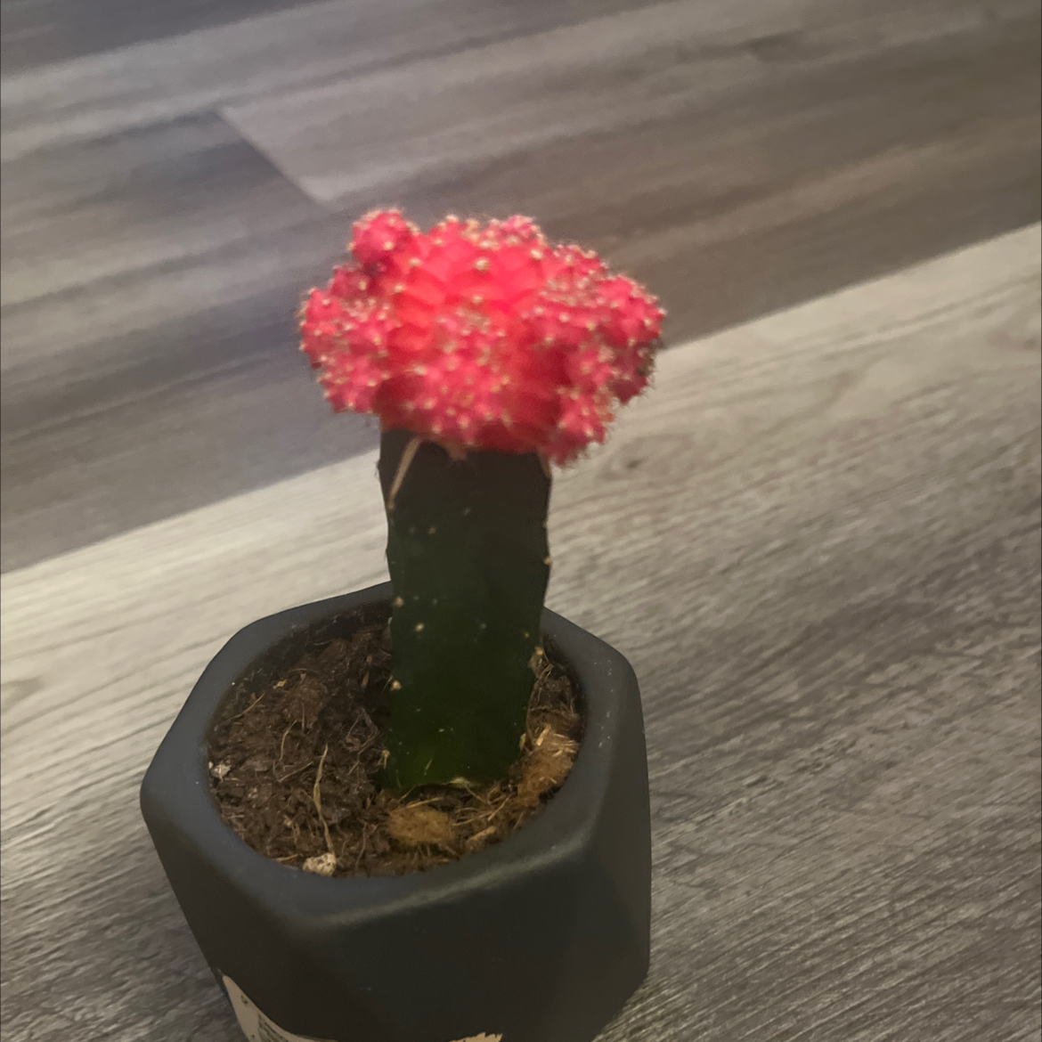Rico