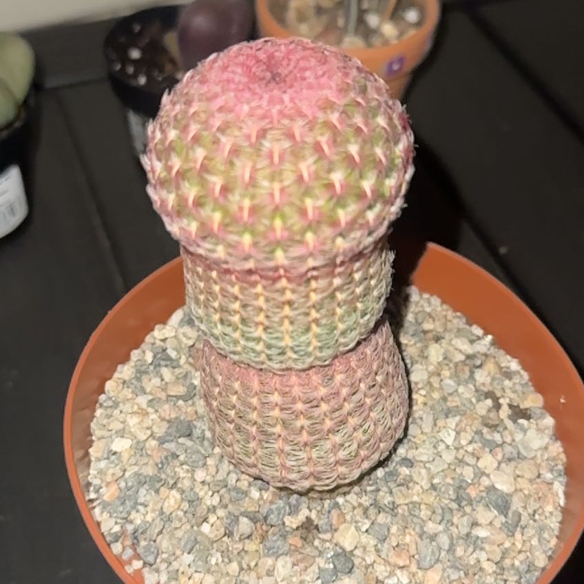 Photo of the plant species Comb Hedgehog Cactus by @Frcklfce77 named Mollie on Greg, the plant care app