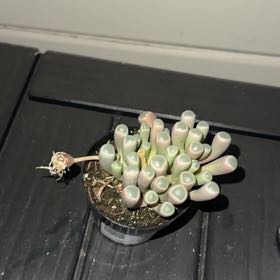 Photo of the plant species Baby Toes by @Frcklfce77 named Gregarious on Greg, the plant care app