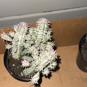 Photo of the plant species Variegated Corncob Cactus by @Frcklfce77 named Figyonce on Greg, the plant care app