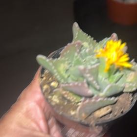 Photo of the plant species Pebbled Tiger Jaws by @Frcklfce77 named Hamilton on Greg, the plant care app