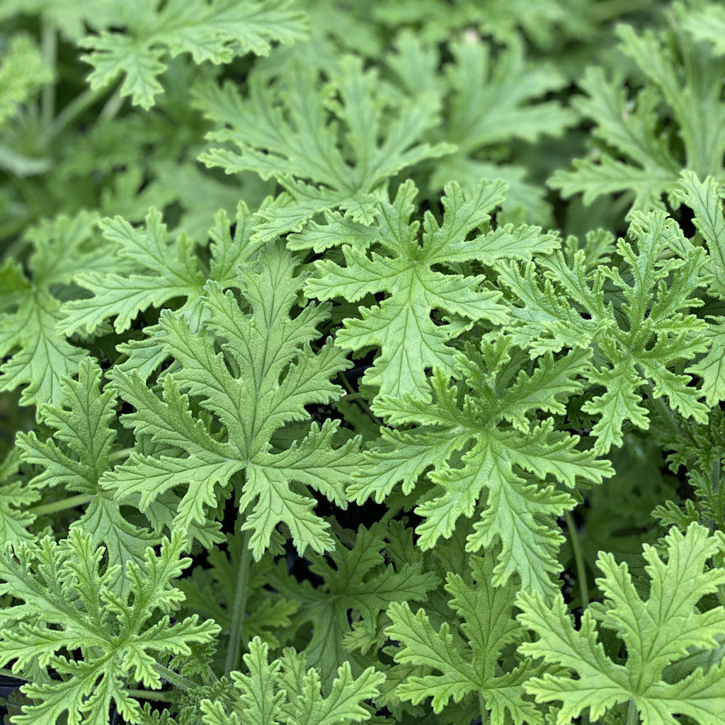 Photo of the plant species Citronella (anti-mosquito plant) by @CrispMira96 named da Vinci on Greg, the plant care app