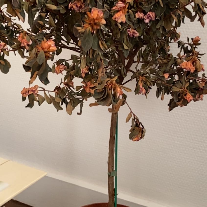 Photo of the plant species Satsuki by @ExactFrithia5 named Apollo on Greg, the plant care app