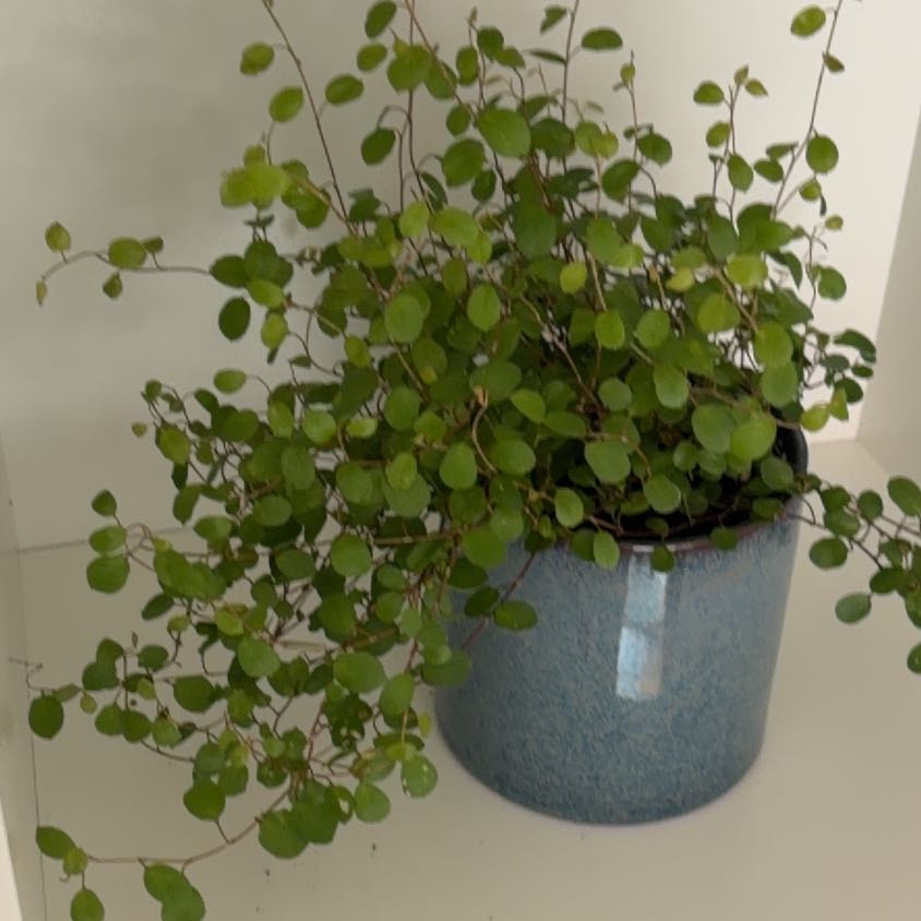 Photo of the plant species Sprawling Wirevine by @PeakBanana64 named Queen on Greg, the plant care app