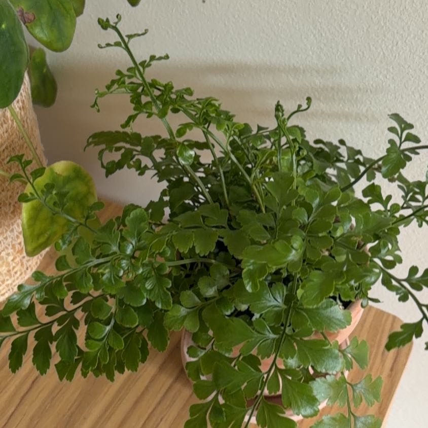 Photo of the plant species Wall-Rue by @PeakBanana64 named Mando on Greg, the plant care app