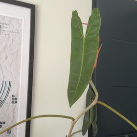 Photo of the plant species Philodendron billietiae by @ChiefKingfern38 named James Dean on Greg, the plant care app