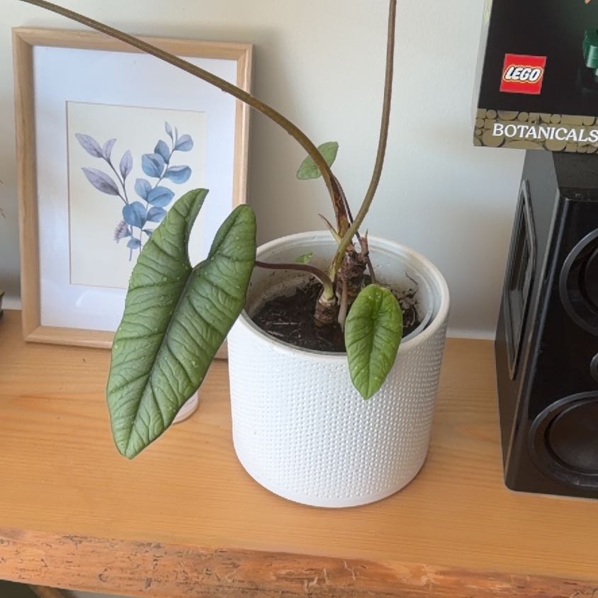Photo of the plant species alocasia nebula by @ChiefKingfern38 named Apollo on Greg, the plant care app