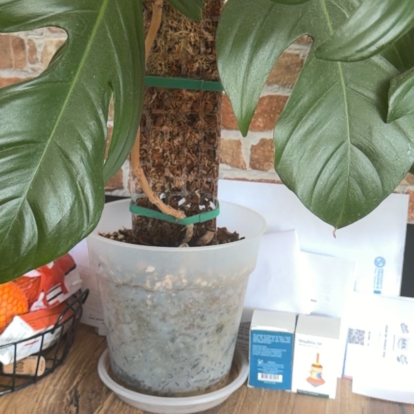 Photo of the plant species Hairy Philodendron by @ChiefKingfern38 named Planty on Greg, the plant care app