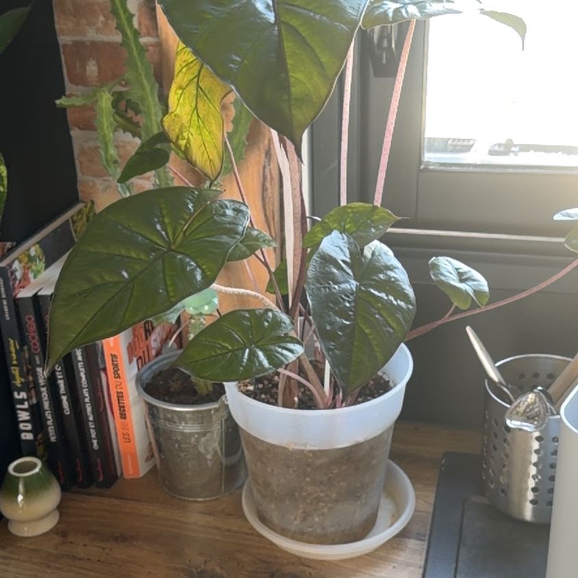 Photo of the plant species Pink Princess Alocasia by @ChiefKingfern38 named Stella on Greg, the plant care app