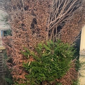 Photo of the plant species Arborvitae by @ModestCatnip17 named Sonora on Greg, the plant care app