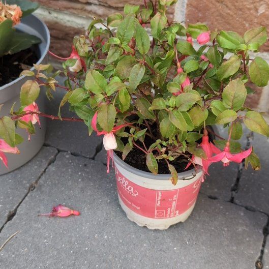 Photo of the plant species Hummingbird Fuchsia by @KeyMexico4 named Osmo on Greg, the plant care app