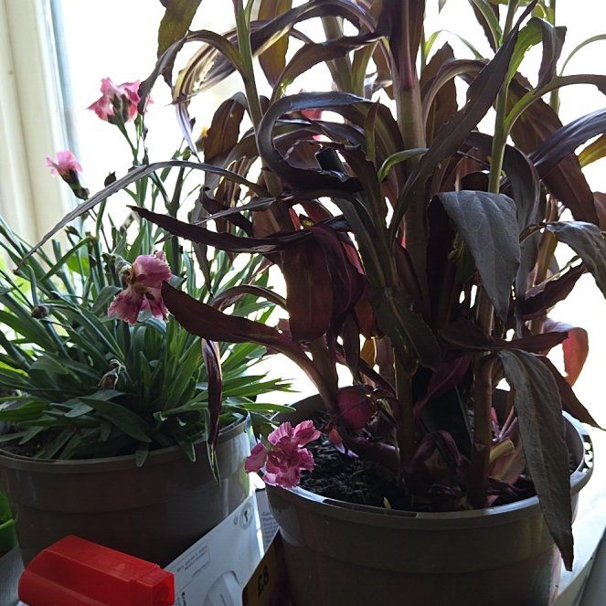 Photo of the plant species Brompton Stock by @StarRoselle66 named Anne on Greg, the plant care app