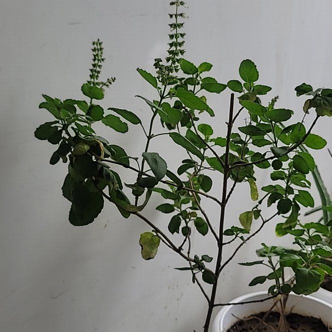 Photo of the plant species Holy Basil (Tulsi) by @LovelyAlfalfa84 named Winston on Greg, the plant care app