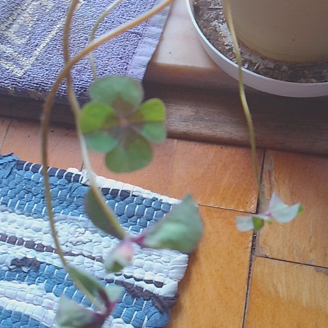 Photo of the plant species Iron Cross by @ZingyMizuna93 named Madonna on Greg, the plant care app