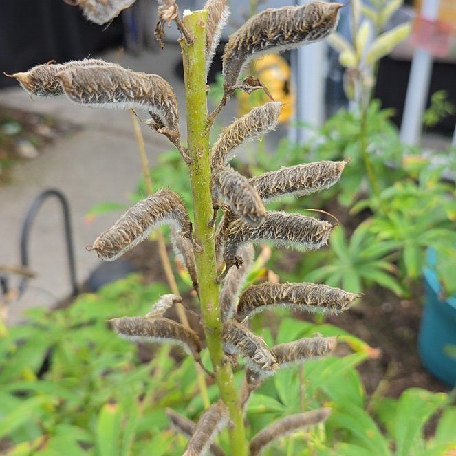 Photo of the plant species Big-Leaved Lupine by @FitLoquat59 named Gaga on Greg, the plant care app