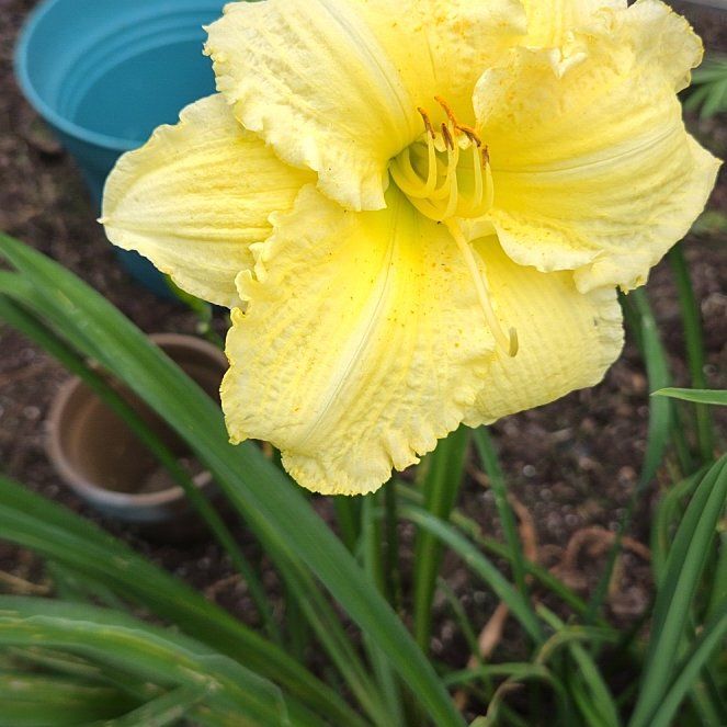 Photo of the plant species Yellow Daylily by @FitLoquat59 named Gregarious on Greg, the plant care app