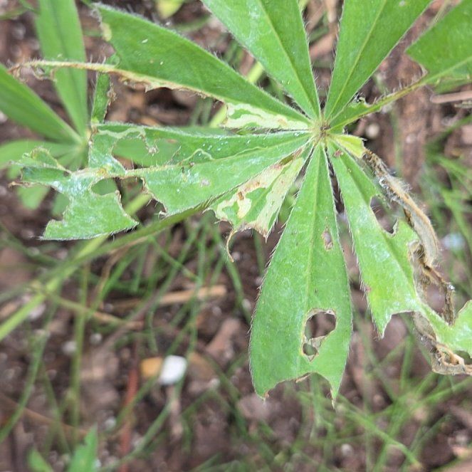 Photo of the plant species Big-Leaved Lupine by @FitLoquat59 named Eva on Greg, the plant care app