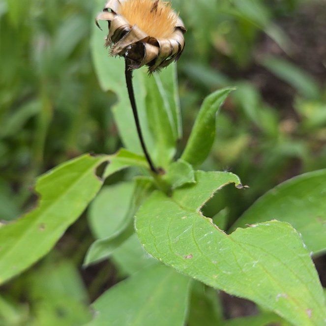 Photo of the plant species Smooth Oxeye by @FitLoquat59 named Forrest on Greg, the plant care app