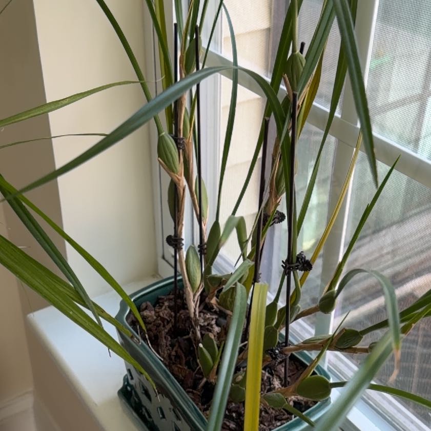 Photo of the plant species Coconut Orchid by @WiredLippia17 named Elina on Greg, the plant care app