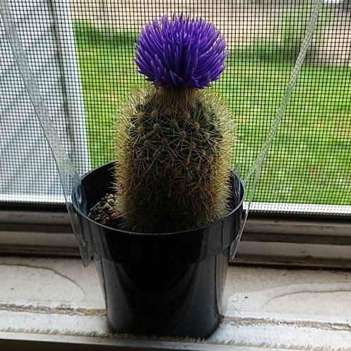 Photo of the plant species Mammillaria densispina by @CopiousKiekie87 named Cat on Greg, the plant care app