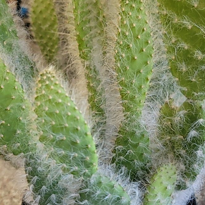 Photo of the plant species Arborescent Prickly Pear by @WhimsicalSalsa named Robert Plant on Greg, the plant care app